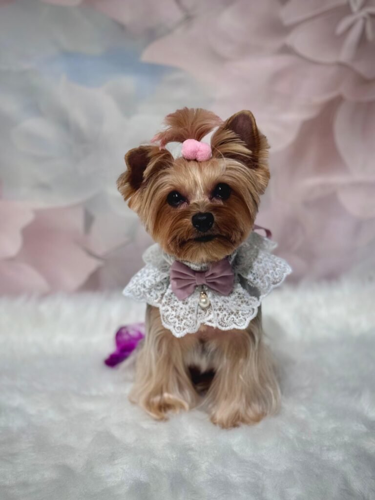 caine yorkshire terrier