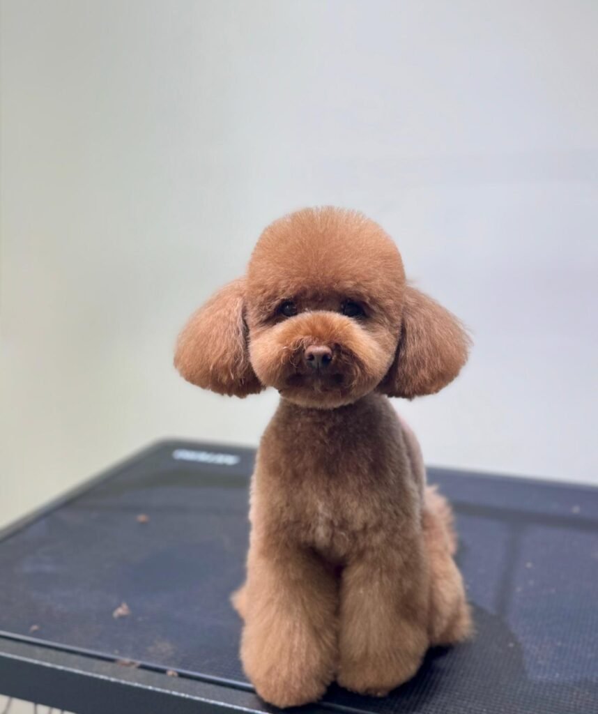 whatsapp image 2026 01 11 at 18.03.57 (1)