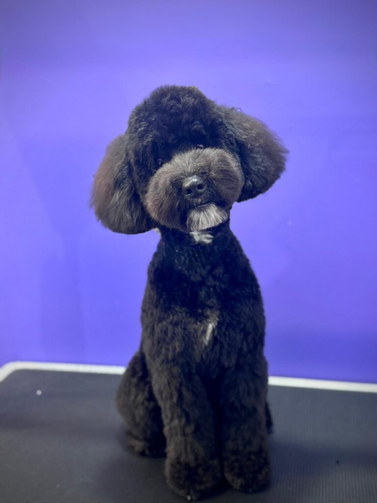 whatsapp image 2026 01 11 at 18.03.57 (2)