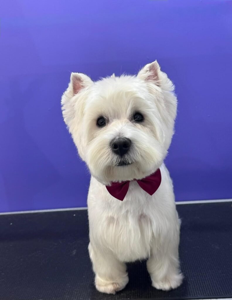 whatsapp image 2026 01 11 at 18.03.57 (3)