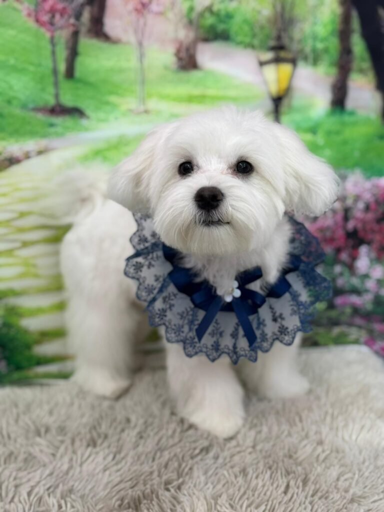 whatsapp image 2026 01 11 at 18.07.26