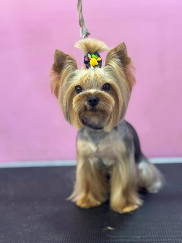 whatsapp image 2026 01 11 at 18.14.05