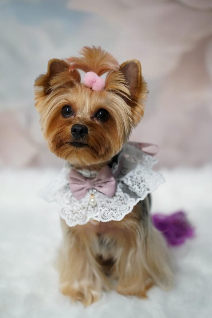 Caine Yorkshire Terrier