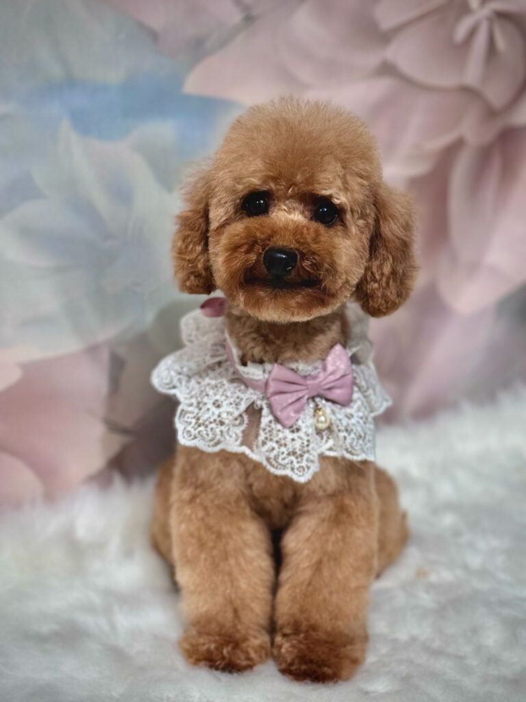 whatsapp image 2026 02 08 at 19.05.51 (1)