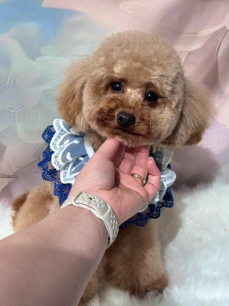 whatsapp image 2026 02 08 at 19.05.51 (2)