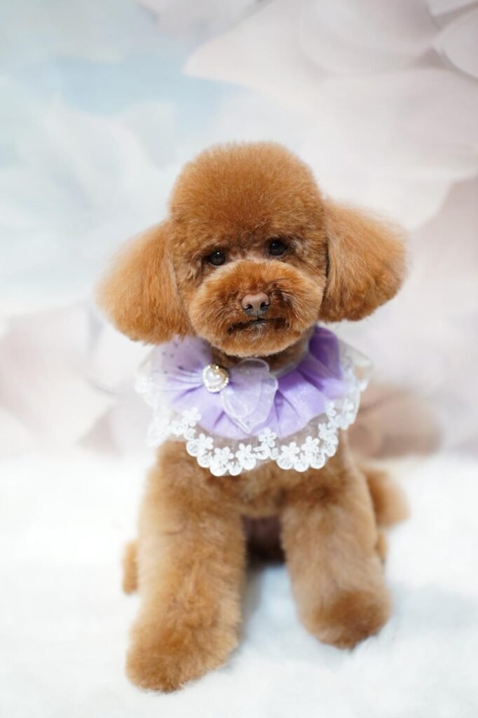 whatsapp image 2026 02 08 at 19.05.51