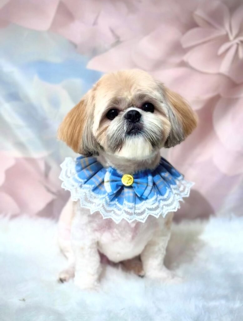 whatsapp image 2026 02 08 at 19.05.52