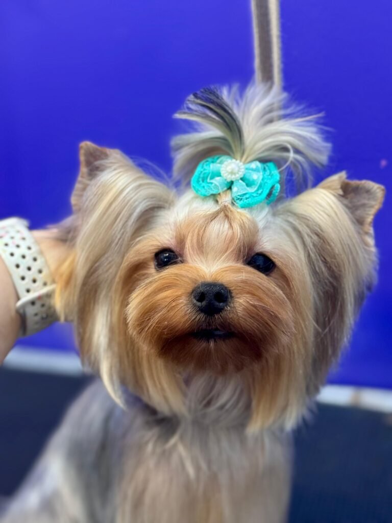 whatsapp image 2026 02 08 at 19.15.16