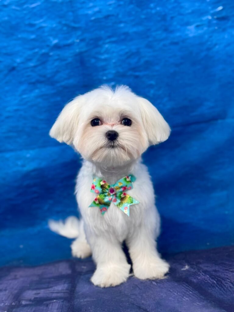 whatsapp image 2026 02 08 at 19.16.20