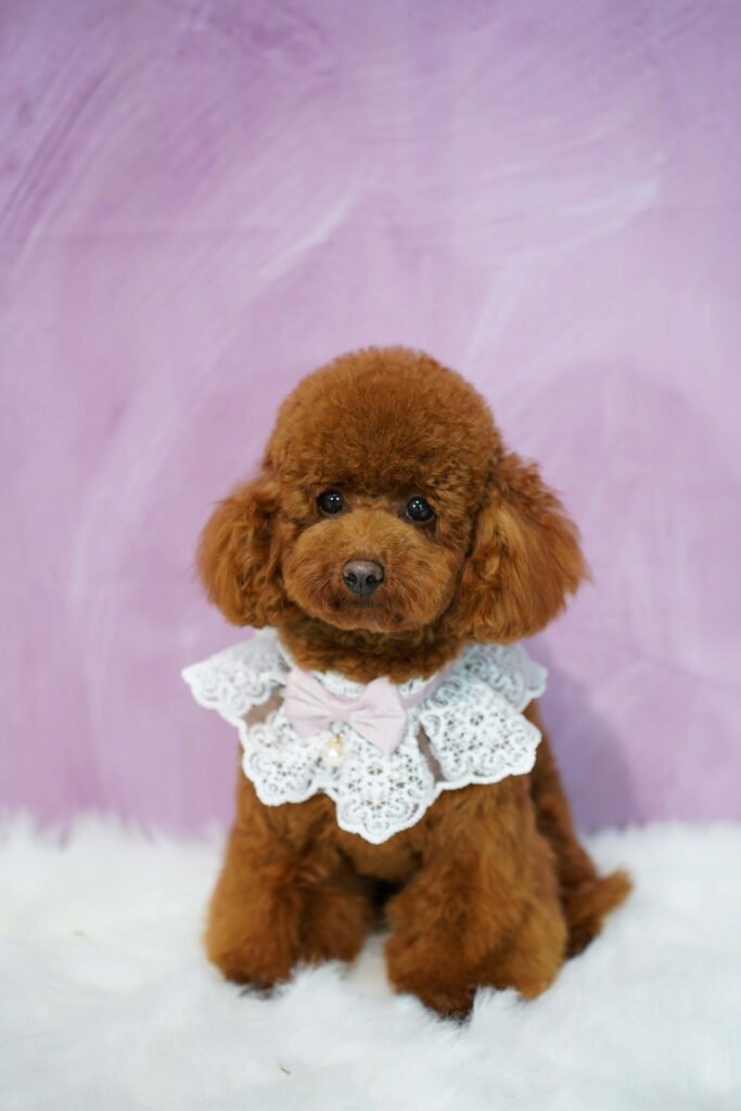 41644536 7f63 493f b3b7 c55ef658ab55