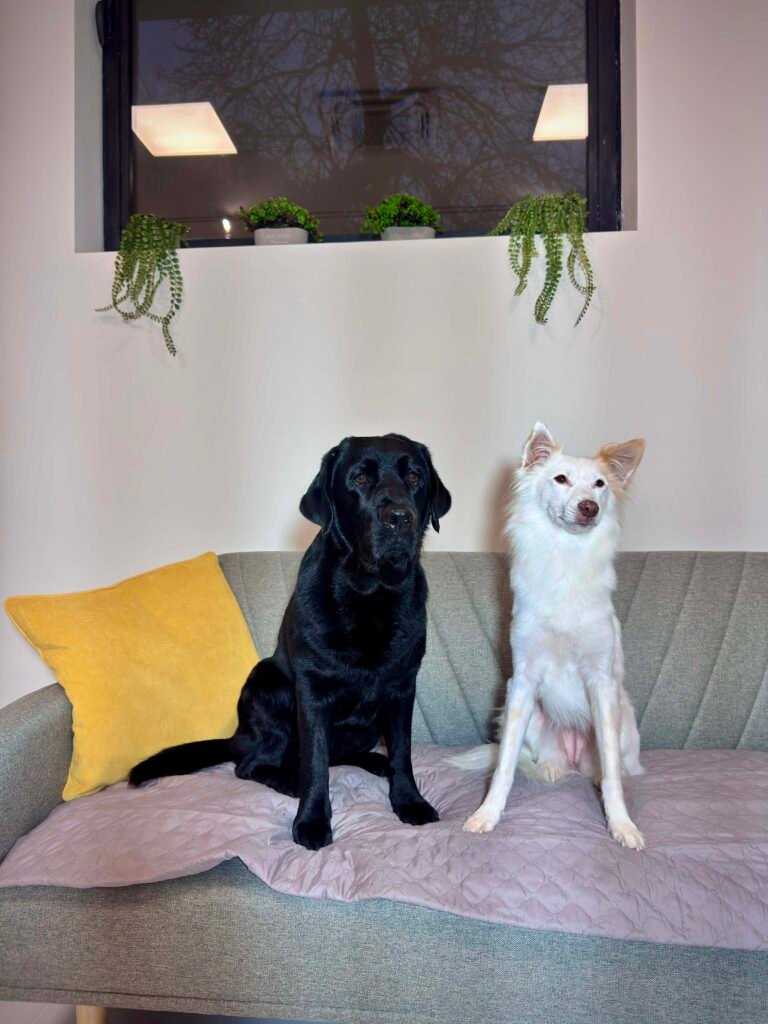 54286fcd 0455 4b59 a867 2dab8cb33557