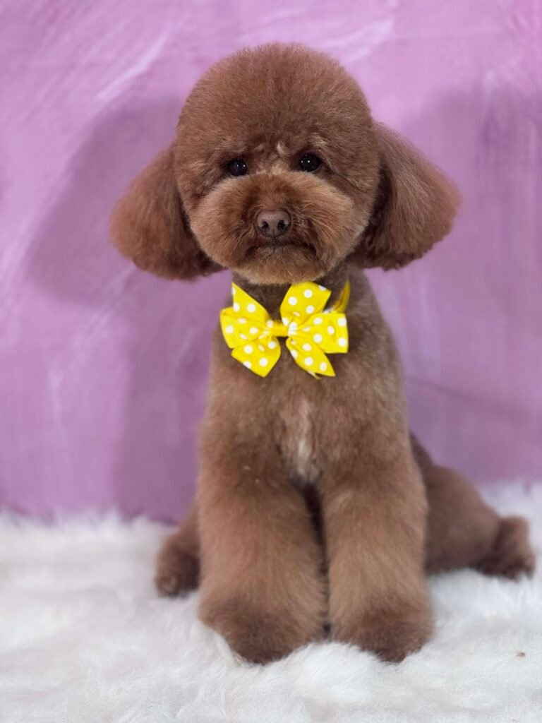 b8996b3b 6bdf 482a a744 b2cfc791f9b8